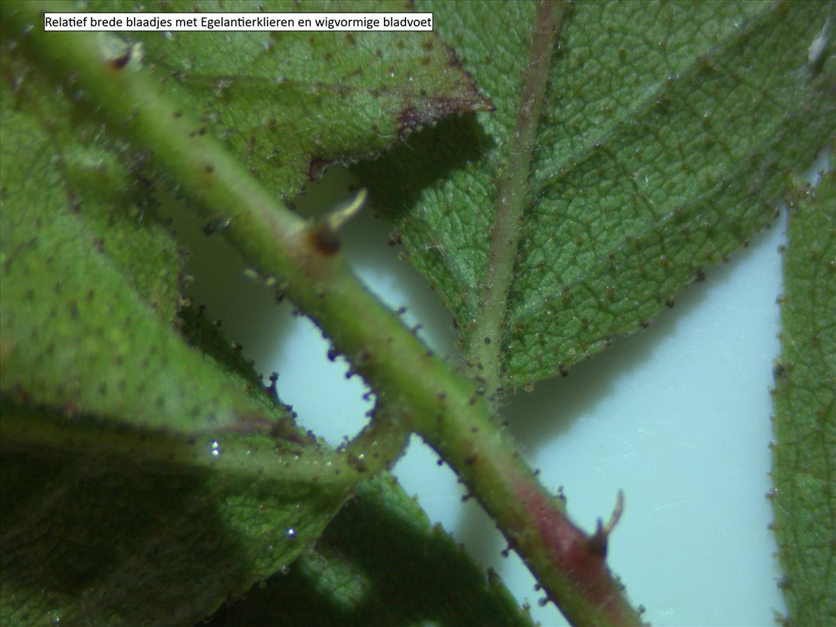 Rosa elliptica (door Jan Klinckenberg)